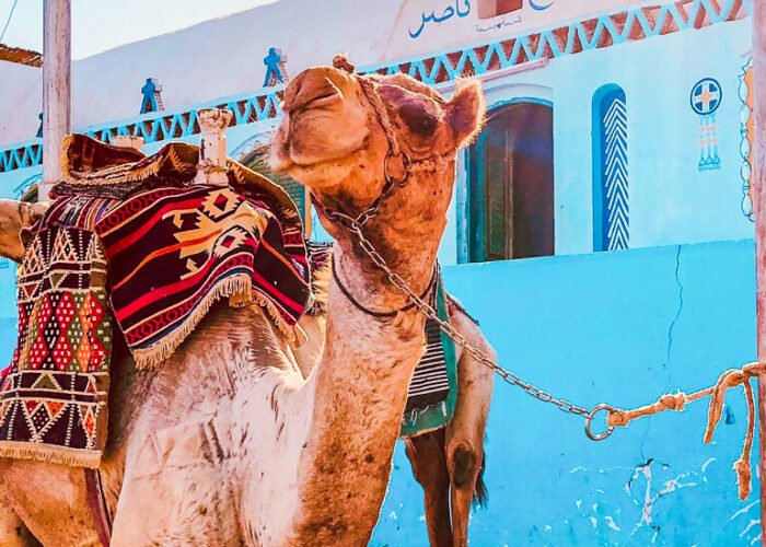a camel appears in the nubian village in aswan egypt