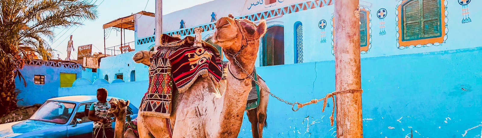 a camel appears in the nubian village in aswan egypt